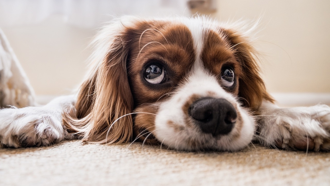 hunde suchen ein zuhause